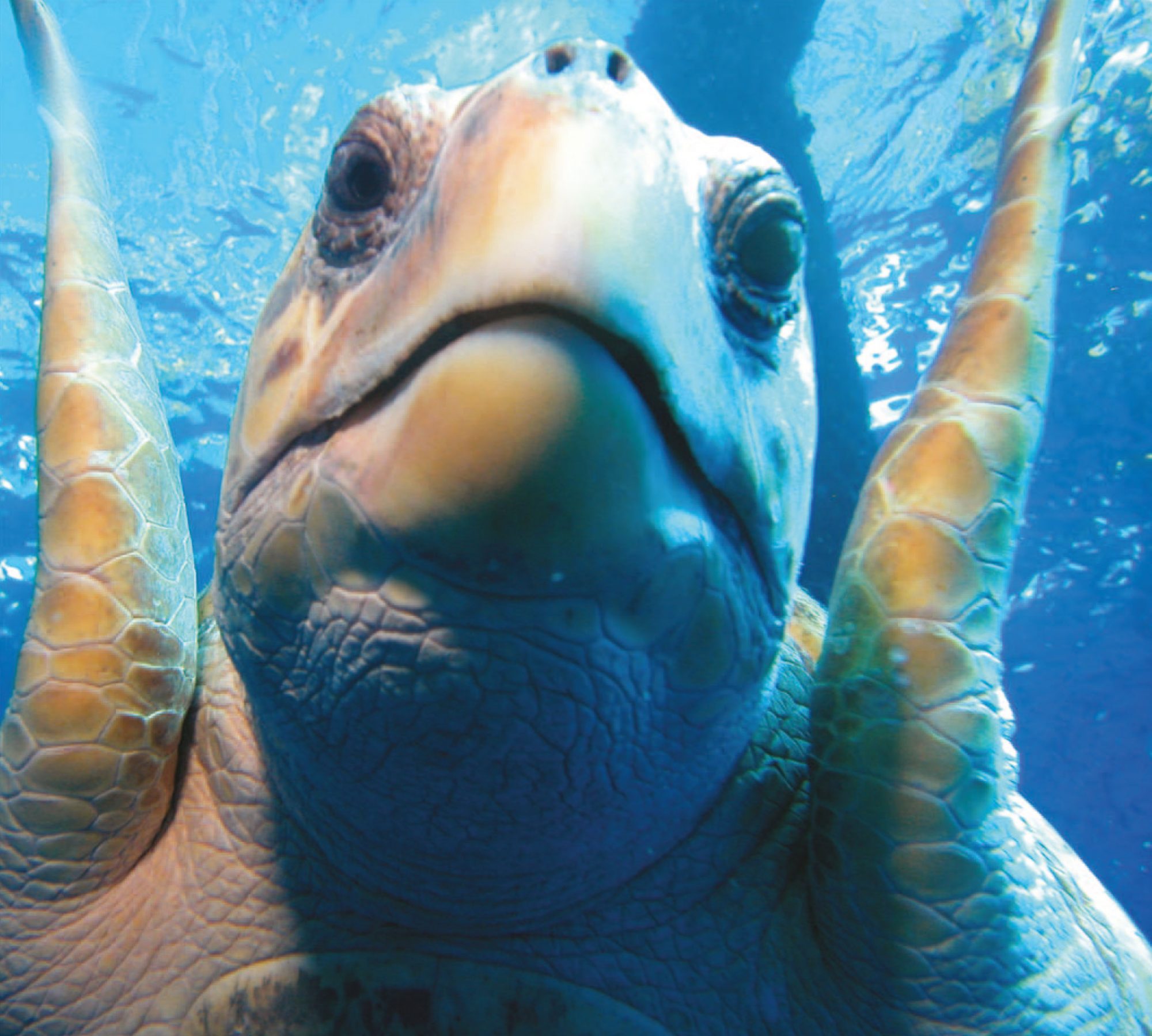 Monitoring Nesting Sea Turtles using a Thermal Camera Eco Magazine